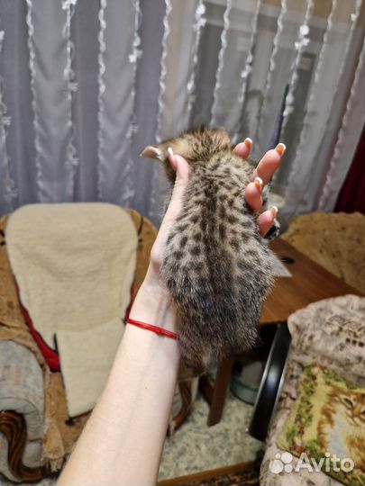 Кошки в добрые руки бесплатно