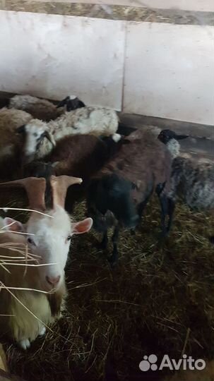 Дойные козы