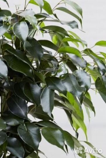 Фикус бенджамина, высота 1,5 м