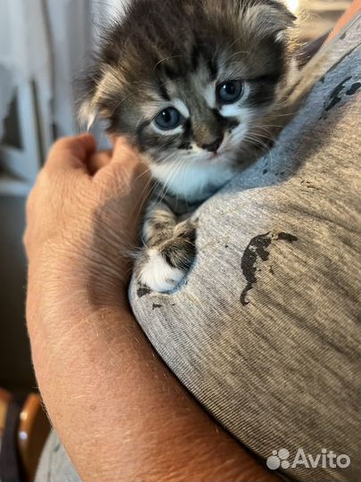 Котята ищут хозяев