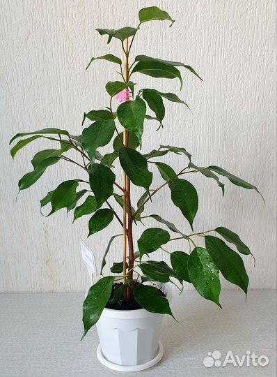 Фикус Бенджамина Экзотика
