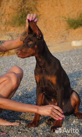 Щенки, кобели для вязки