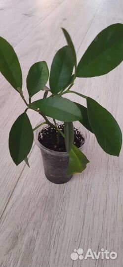 Лимон Мейера