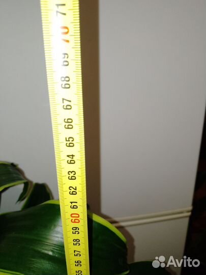 Пальма драцена Артуро