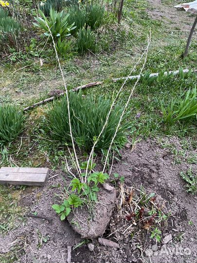 Нарциссы на срез и луковицы, крыжовник