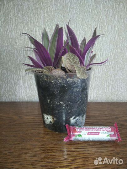 Комнатные растения, рео и эписция