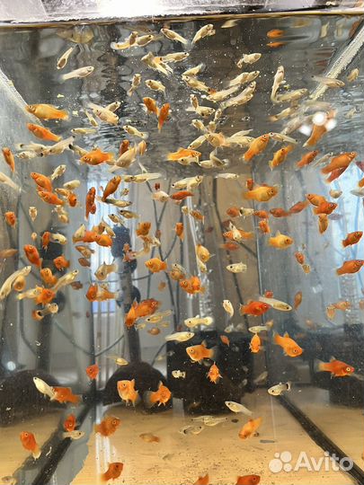 Аквариумные рыбки, гуппи, пецилии