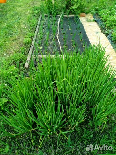 Продам лук- батун