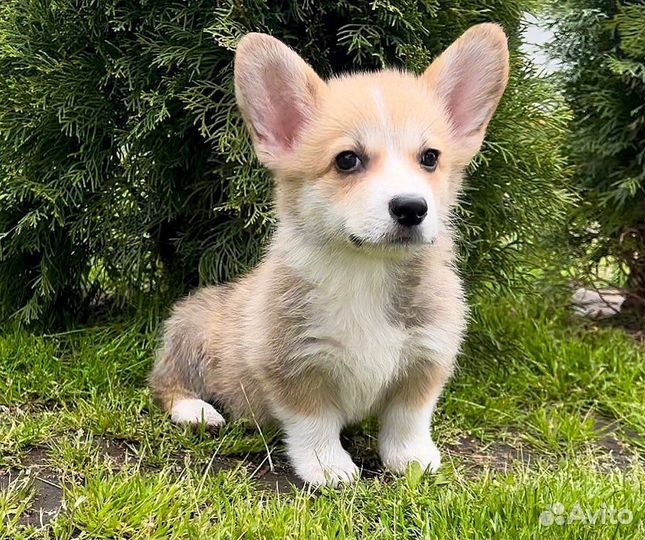 Вельш-корги пемброк щенки