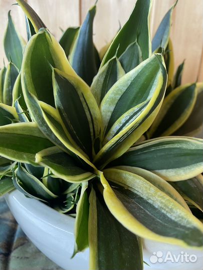 Сансевиерия