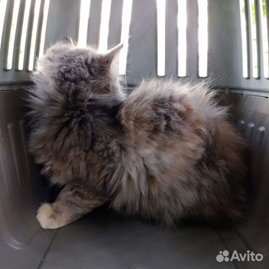 Котенок девочка трехцветная