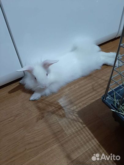 Отдам бесплатно кролика в хорошие руки
