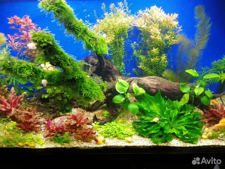 Рыба, аквариумные растения, улитки ампулярии