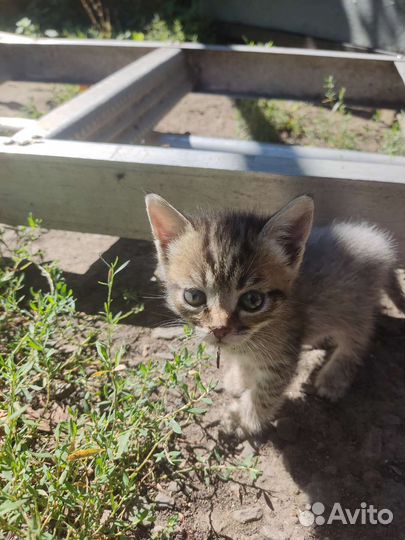 Кошка и котята