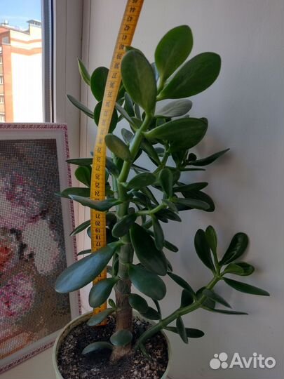 Толстянка (денежное дерево)