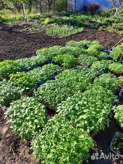 Рассада помидоров, перцев и базилика