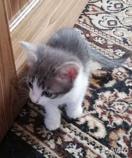 Котята норвежской лесной кошки