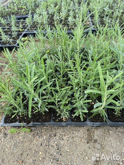 Лаванда рассада