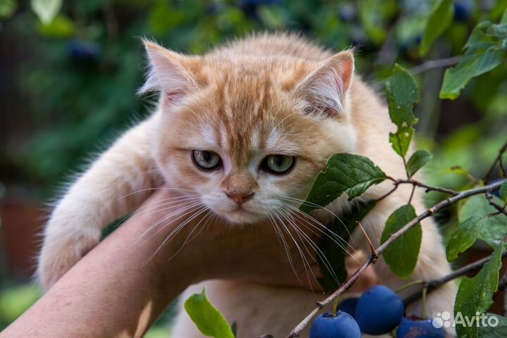 Котенок золотая шиншилла