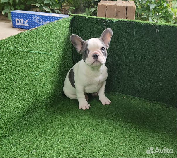 Французский бульдог