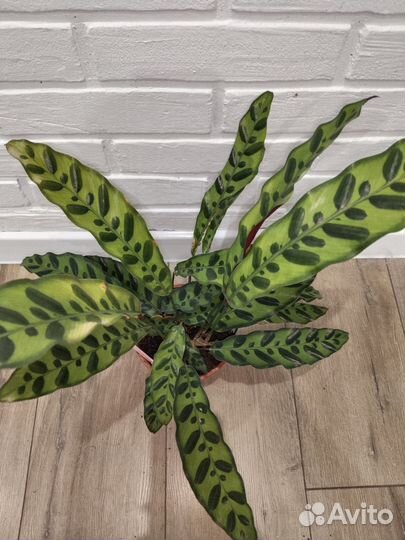 Калатея лансифолия комнатные растения цветы