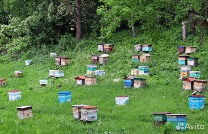 Мёд натуральный из Алтая оптом от 16кг