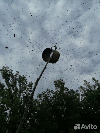 Натуральный мед 2023 с семейной пасеки