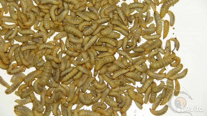 Личинки черной львинки