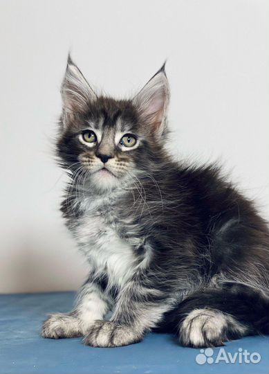 Котята мейн-кун