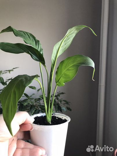 Спатифиллум