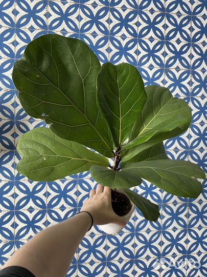 Фикус лирата колумнарис