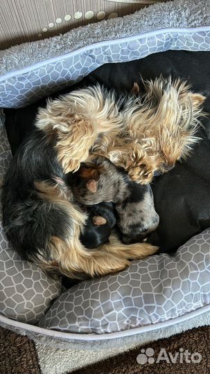 Щенки йорка мини беби фейс