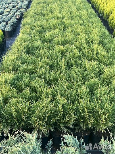 Декоративные растения, зкс