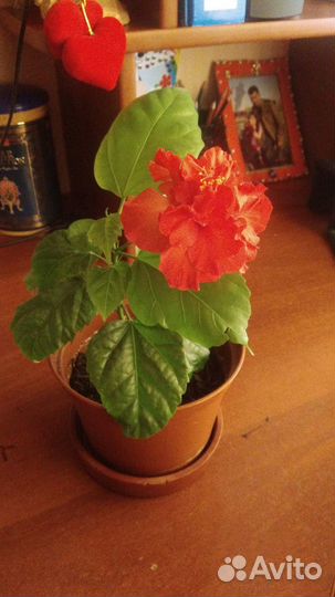 Комнатные цветы