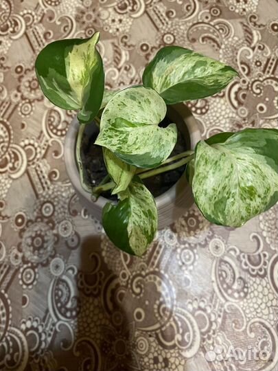 Эпипремнум хэппи лиф, бегония