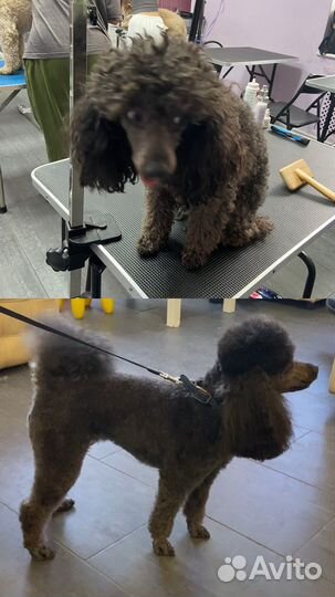 Грумер стрижка собак с выездом на дом