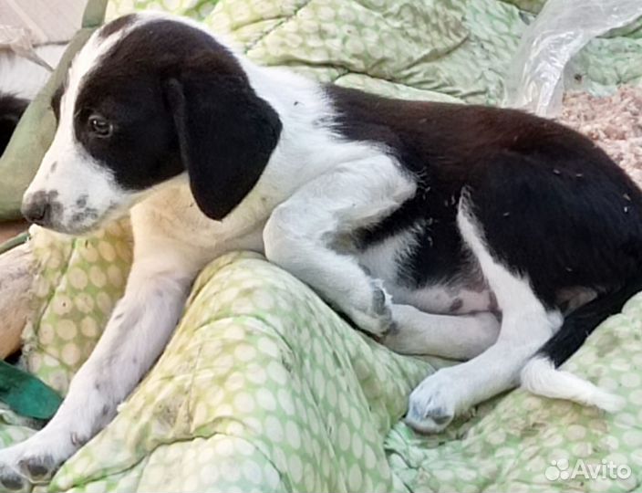 Щенки в добрые руки