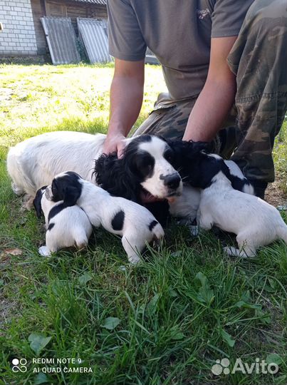 Русский охотничий спаниель щенки