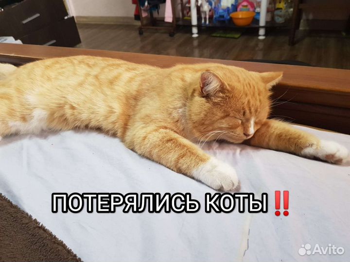 Кошка в дар