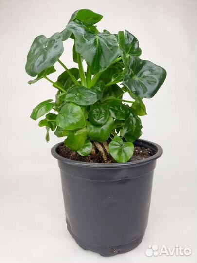 Филодендрон атом