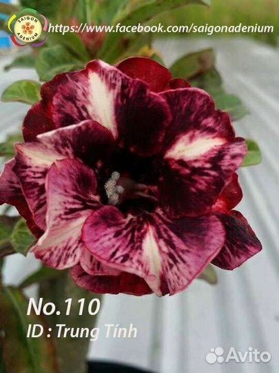 Адениум Trung Tinh