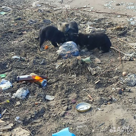 Собаки щенки