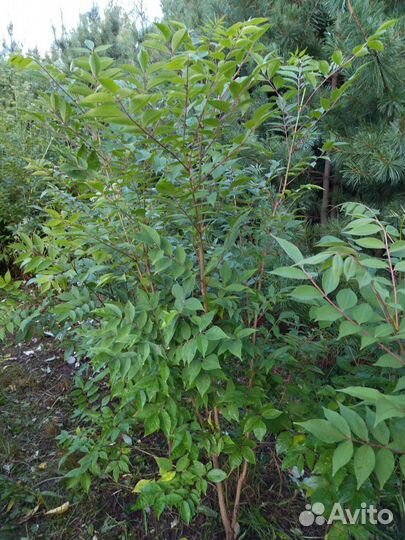 Саженцы бархата амурского