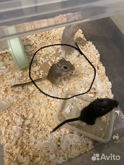 Мышь песчанка