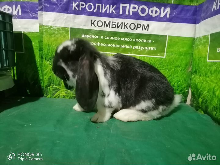 Кролики французский баран