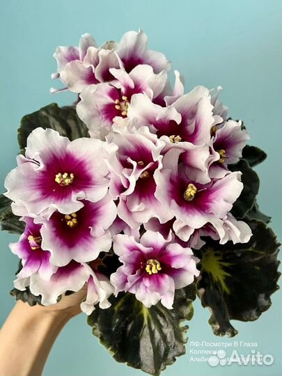 Фиалки детки