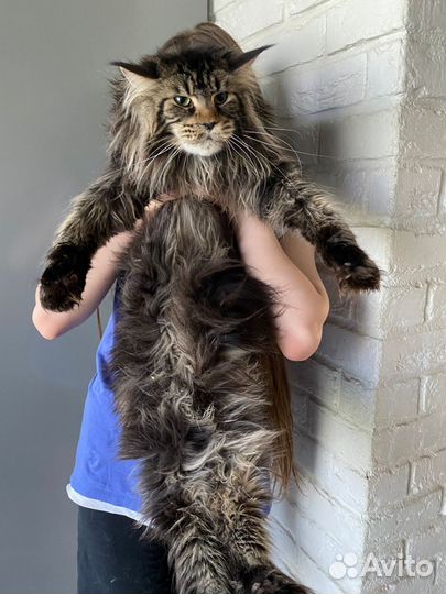 Мейнкун котёнок