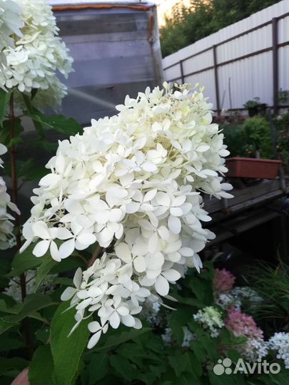 Цветы на срезку со своего сада