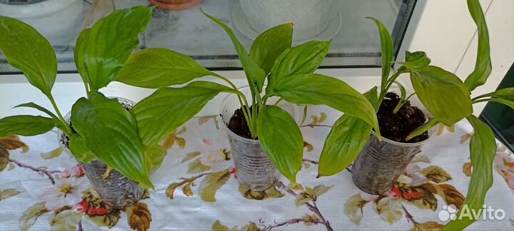 Спатифиллум