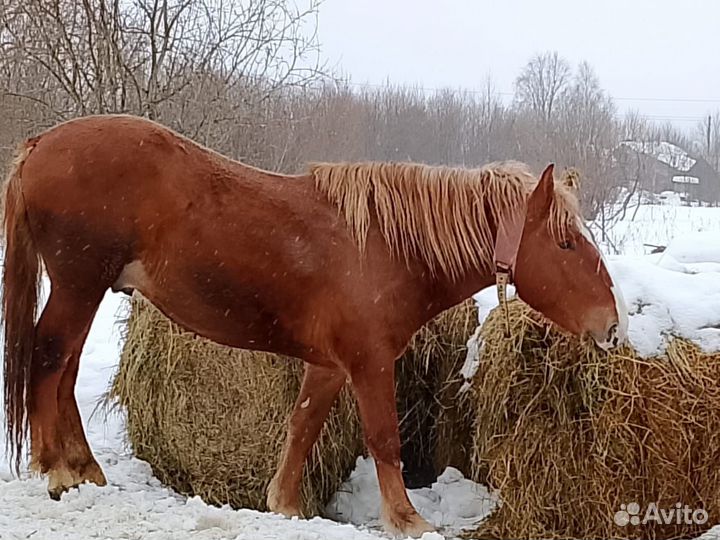 Продам лошадь